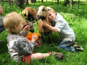 Unsere Schafe sind richtige Schmuser. - Bild 1: Ferienhof Schmiddes, Fewo Spatzennest