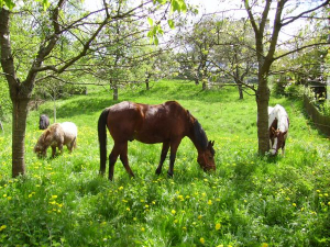 Unsere vier Hottas im Frühling - so lässt es sich leben. - Bild 5: Ferienhof Schmiddes, Fewo Spatzennest