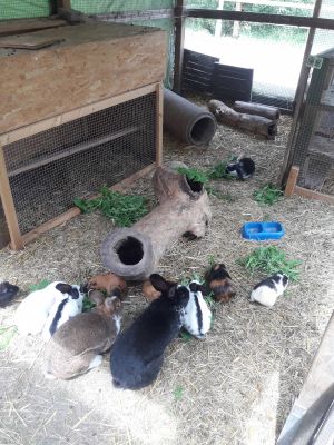 Unsere Kaninchen und Meerschweinchen wohnen in eine großem Auslauf und freuen sich über Besuch der Möhrchen mitbringt;) - Bild 19: Ferienhof Schmiddes, Fewo Spatzennest
