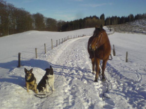 Gemeindamer Winterausritt. - Bild 3: Ferienhof Schmiddes, Fewo Spatzennest
