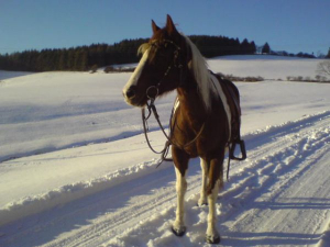Bild 4: Ferienhof Schmiddes, Fewo Spatzennest