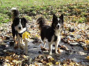 Unsere beiden Border Collies sind Hof- und Familienhunde. Sie sind kinderfreundlich und verspielt. - Bild 7: Ferienhof Schmiddes, Fewo Spatzennest