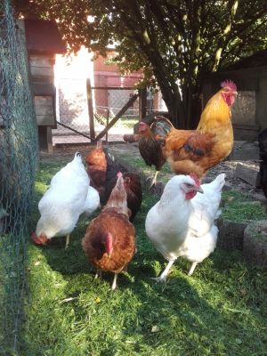 Frische Eier von glücklichen Hühnern, kein Problem=) - Bild 6: Ferienhof Schmiddes, Fewo Spatzennest