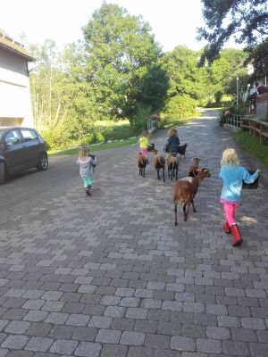 Schäfchen auf die Weide bringen...

Mithilfe ist immer gern gesehen=) - Bild 18: Ferienhof Schmiddes, Fewo Spatzennest