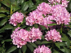 Bild 17: Urlaub im schönen Ammerland Ferienwohnung zur Rotbuche