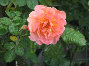 Bild 18: Urlaub im schönen Ammerland Ferienwohnung zur Rotbuche