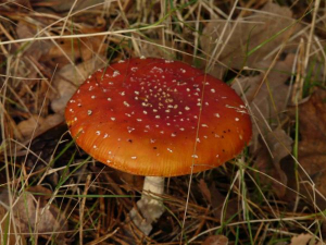 Bild 21: Urlaub im schönen Ammerland Ferienwohnung zur Rotbuche