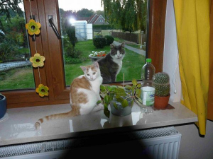 Bild 19: Urlaub im schönen Ammerland Ferienwohnung zur Rotbuche