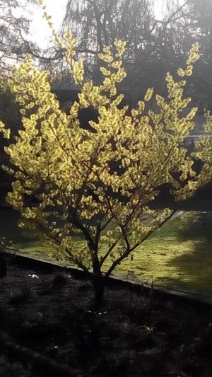 Bild 13: Urlaub im schönen Ammerland Ferienwohnung zur Rotbuche