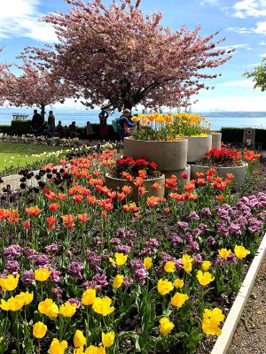 Bild 37: Ferienwohnung Sauer in Immenstaad - mit herrlichem Panorama-See-/Alpenblick