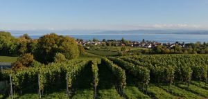 Bild 29: Ferienwohnung Sauer in Immenstaad - mit herrlichem Panorama-See-/Alpenblick