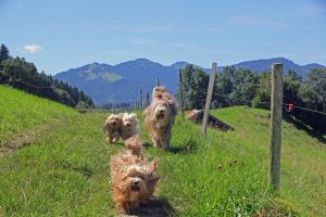 Hunde haben Spaß im Urlaub im Allgäu. - Bild 17: Großzügige Ferienwohnung im Allgäu mit Balkon - Landhaus Jörg