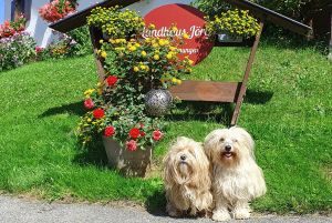 Hunde willkommen im Landhaus Jörg im Allgäu. - Bild 16: Großzügige Ferienwohnung im Allgäu mit Balkon - Landhaus Jörg