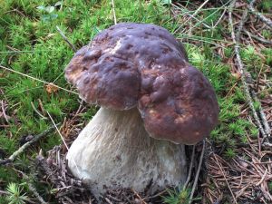 Die Schwammerl warten nur darauf gefunden zu werden... - Bild 11: Pension Fernblick - Urlaub mit Herz im bayerischen Wald