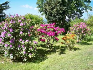 Hier auf der Liegewiese kann man die Sonne den ganzen Tag genießen - Bild 13: Pension Fernblick - Urlaub mit Herz im bayerischen Wald