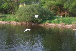 Bild 6: Ferienhaus Woennmann in Anraff