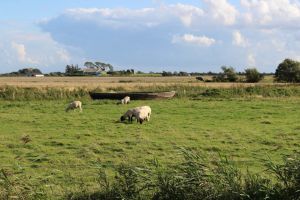 Bild 21: Ferienhaus "Broderswarft", Urlaub mit Hund, Kachelofen,- 6 Personen,Nordsee