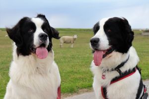 Bild 22: Ferienhaus "Broderswarft", Urlaub mit Hund, Kachelofen,- 6 Personen,Nordsee