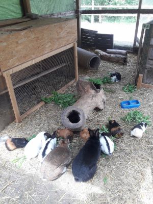 Unsere Kaninchen und Meerschweinchen leben in Gruppenhaltung in großen Gehegen. - Bild 1: Ferienhof Schmiddes, Fewo Waschbärenhöhle