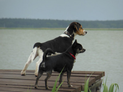 Bild: Ostseeurlaub mit Hund - Wassergrundstück - Angeln