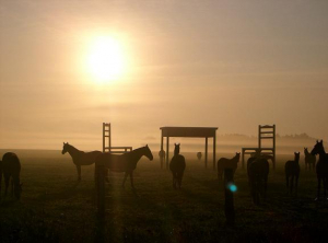 Pferdekoppel vom Gut Darss.
Reithalle (Kafka) vorhanden. - Bild 19: Ostseeurlaub mit Hund - Wassergrundstück - Angeln