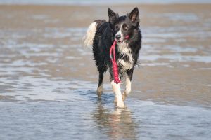 Bild 23: Ferienhaus "Landhaus vor Sylt", Urlaub mit Hund, Zaun, Pool,Kamin,Sauna,5 P
