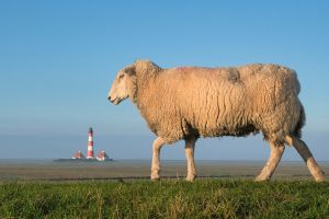 Bild 24: Ferienhaus "Landhaus vor Sylt", Urlaub mit Hund, Zaun, Pool,Kamin,Sauna,5 P