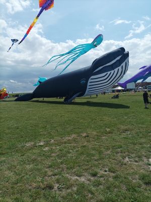 Bild 27: Ferienwohnung 45 qm Nessmersiel 2 Pers. Vierbeiner gerne gesehen!