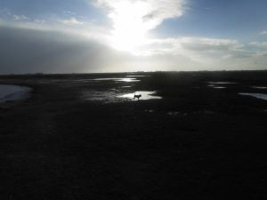 Einfach neue Kraft tanken. - Bild 19: Ferienwohnung 45 qm Nessmersiel 2 Pers. Vierbeiner gerne gesehen!