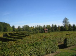 Irrgarten nur 200m vom Ferienhaus entfernt - Bild 25: Ferienhaus Geers am Klosterwald - Dargun