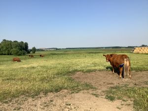 Bild 24: Ferienhaus Geers am Klosterwald - Dargun