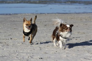 Bild: Ostseeurlaub mit Hund - Wassergrundstück Piratennest Darß