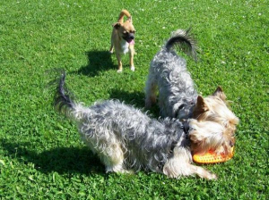 Bild 18: Ostseeurlaub mit Hund - Wassergrundstück Piratennest Darß