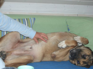 Bild 6: Landhaus Bodensee in Panormasichtlage Hunde willkommen, Wohnung 1