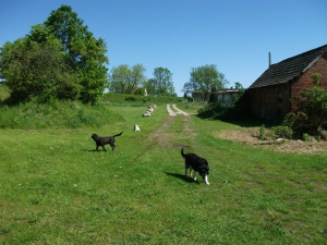 Bild 22: Ferienwohnung nähe Poseritz ohne Extrakosten für Ihren Hund