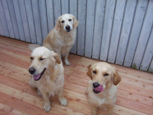 Bild 7: Landhaus Bodensee in Panormasichtlage Hunde sind herzlich willkommen. WOHNUNG 2