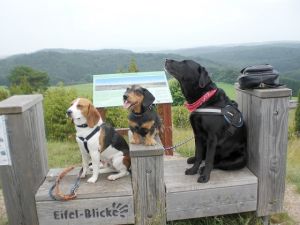 Unsere Hunde testen die Eifel-Blicke im nahe gelegenen Wachholdergebiet im Lampertstal in Alendorf. - Bild 17: Eifel-Ferienhaus Fliegenpilz - für Ihren Urlaub mit und ohne Hund