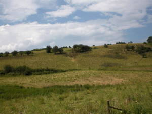 Das ist die Landschaft unmittelbar um das Feriendorf Ahrdorf. Hier können die Hunde einmal so richtig auslaufen. - Bild 20: Eifel-Ferienhaus Fliegenpilz - für Ihren Urlaub mit und ohne Hund