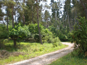 Herrliche Wanderwege führen Sie direkt vom Ferienhaus aus in die wunderbare Eifellandschaft. - Bild 21: Eifel-Ferienhaus Fliegenpilz - für Ihren Urlaub mit und ohne Hund