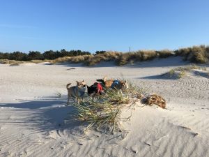 Toben am Hundestrand - Bild 18: Darssurlaub - Wassergrundstück mit Hund - eingezäunter Terrasse, Angeln