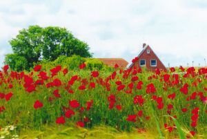 Bild 19: Haus am Sommerdeich "STRANDKORB INKLUSIV" Hunde willkommen