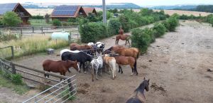 Bild 3: Reit- und Ferienanlage Pyrmonter Hof - Erholung pur in der Eifel