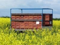 Im Raps bringen viele Imker ihre Bienenvölker in den Raps um den leckeren Honig ernten zu können. - Bild 9: Böhrs Hoff Fehmarn für Ihren Urlaub mit Hund