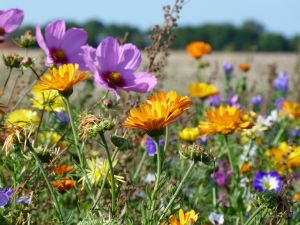 die Blührandstreifen erfreuen unser Auge und sind für die Bienen und andere Insekten sehr wichtig geworden. - Bild 11: Böhrs Hoff Fehmarn für Ihren Urlaub mit Hund