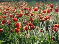 Nach der Rapsblüte folgen die Monblumen und Margariten - Bild 10: Böhrs Hoff Fehmarn für Ihren Urlaub mit Hund