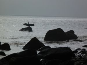 Spaziergänge am Morgen sind immer wieder anders - Bild 13: Böhrs Hoff Fehmarn für Ihren Urlaub mit Hund