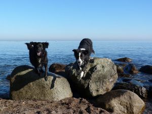 Bild 1: Böhrs Hoff Fehmarn Ferienwohnung im Landhausstil ideal für Hundebesitzer