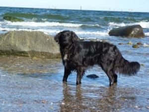 Bild 15: Böhrs Hoff Fehmarn Ferienwohnung im Landhausstil ideal für Hundebesitzer