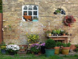 herbstliche Blütenpracht - Bild 12: Böhrs Hoff Fehmarn Ferienwohnung im Landhausstil ideal für Hundebesitzer