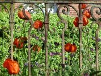 Mohn im Bauerngarten - Bild 13: Böhrs Hoff Fehmarn Ferienwohnung im Landhausstil ideal für Hundebesitzer